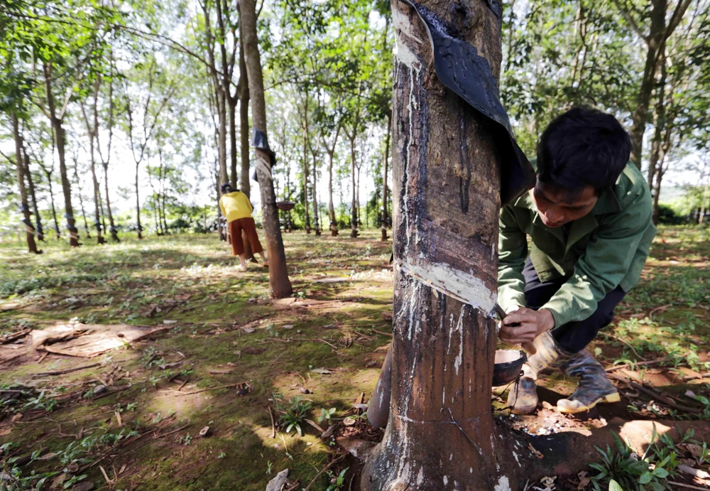 Khai thác mủ cao su. (Ảnh minh họa: Trần Việt/TTXVN)