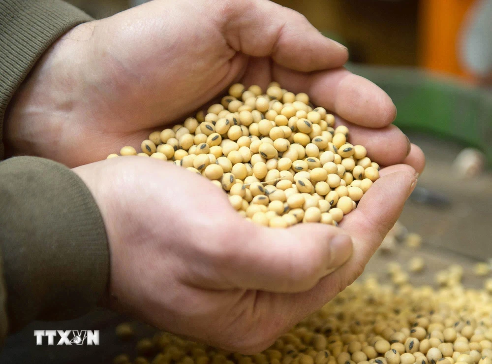 Nông dân thu hoạch đậu tương tại bang Iowa, Mỹ. (Ảnh: EPA-EFE/TTXVN)