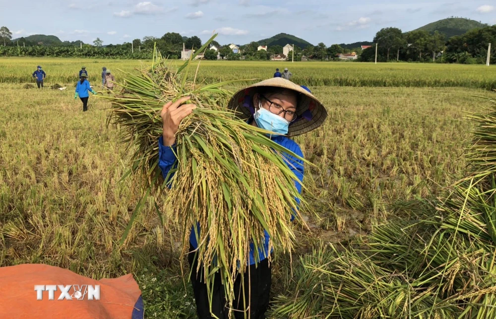 Thu hoạch lúa tại xã Vĩnh An, Thanh Hóa. (Ảnh: TTXVN phát)