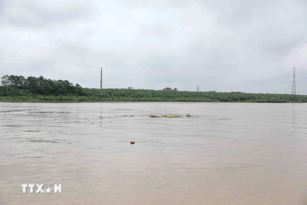 Nước sông Hồng lên cao (ảnh chụp sáng 21/8/2020 phía bên tả sông Hồng, thuộc địa bàn xã Tứ Dân, huyện Khoái Châu, Hưng Yên). (Ảnh: Vũ Sinh/TTXVN)