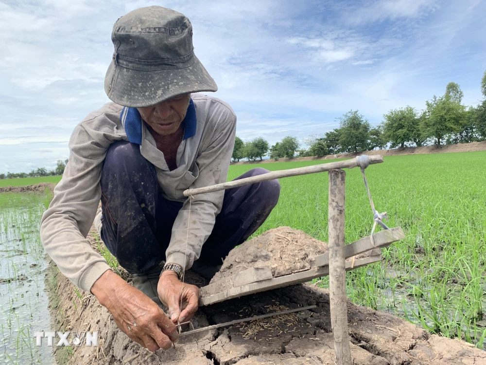 Ông Trần Văn Hùng, thị trấn Thường Thới Tiền gài bẫy đất (dân địa phương gọi là “rập nhẹp”) đặt trên các bờ ruộng lúa. (Ảnh: Chương Đài/TTXVN)