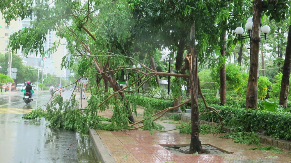 Cây xanh bị gãy tại thành phố Nha Trang, Khánh Hòa do ảnh hưởng trực tiếp của bão. (Ảnh: Phan Sáu/TTXVN)