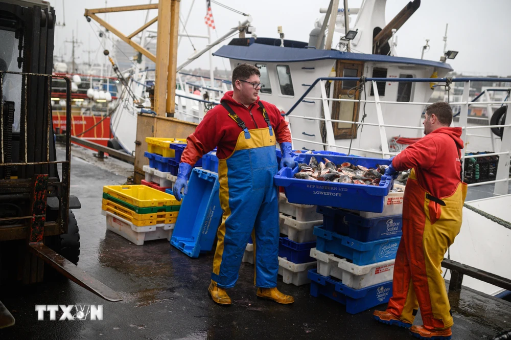 Các ngư dân phân loại đầu cá hồi được sử dụng làm mồi đánh bắt cua và tôm hùm trong chuyến ra khơi mới tại cảng South Pier ở Bridlington, Đông Bắc Anh ngày 11/12/2020. (Ảnh: AFP/TTXVN)