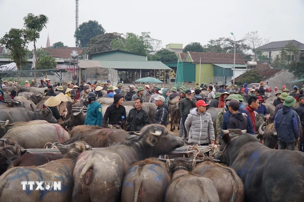 Những con trâu, bò to đẹp được người dân đưa đến chợ Ú để giao dịch. (Ảnh: Bích Huệ/TTXVN)