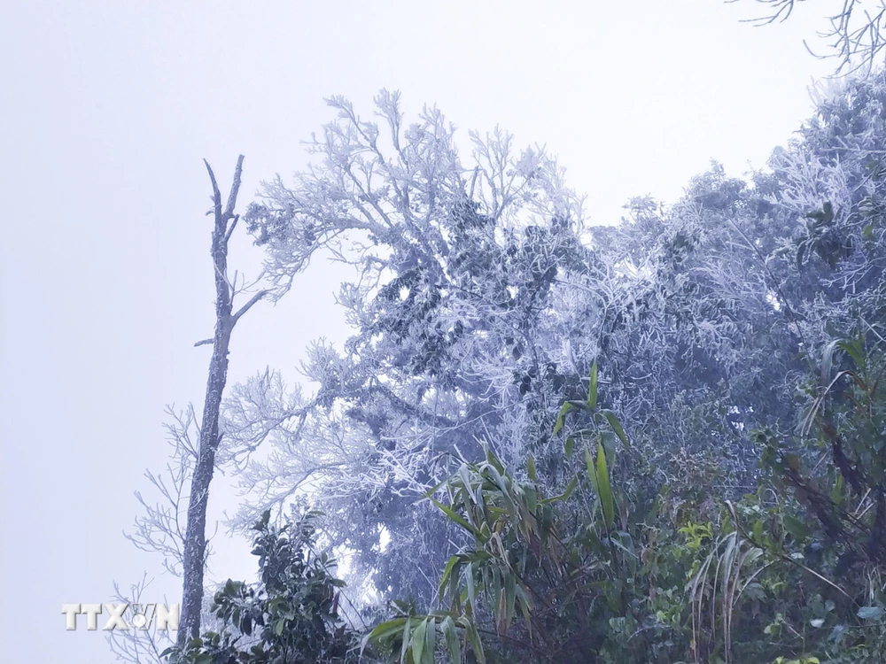 Cây rừng trên núi Khoan La San, Điện Biên bị băng tuyết phủ kín. (Ảnh: TTXVN phát)