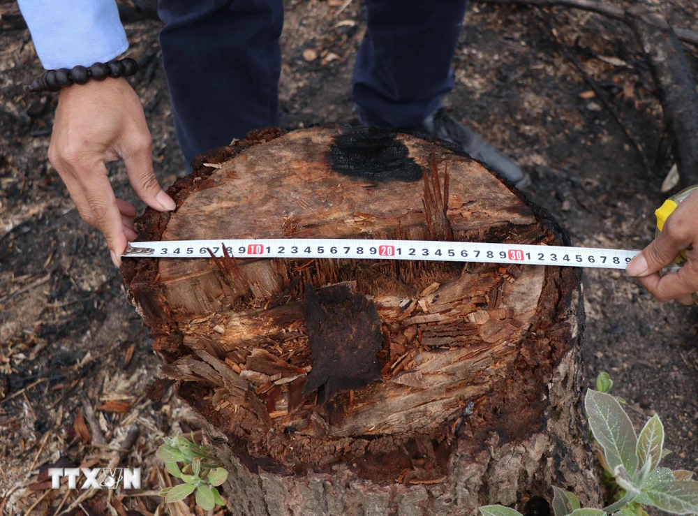 Đường kính gốc của một cây gỗ trên cánh rừng tái sinh có diện tích gần 1ha bị người dân đốn hạ. (Ảnh: Xuân Tiến/TTXVN)