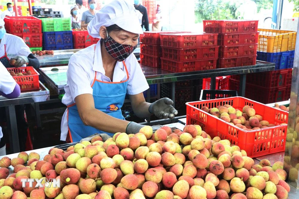 Sơ chế vải xuất khẩu tại nhà máy của Công ty Cổ phần Ameii Việt Nam đặt tại xã Thanh Xá, huyện Thanh Hà, tỉnh Hải Dương. (Ảnh: Mạnh Minh/TTXVN)