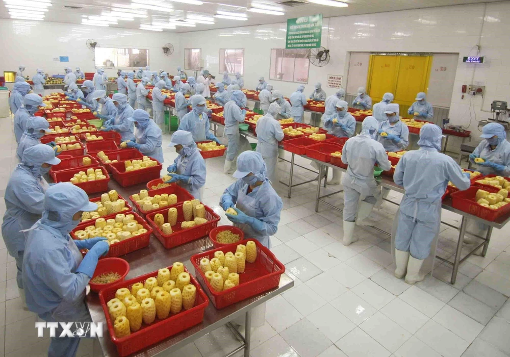 Chế biến sản phẩm dứa đóng hộp tại nhà máy của Công ty CP xuất nhập khẩu nông sản An Giang. (Ảnh: Vũ Sinh/TTXVN)