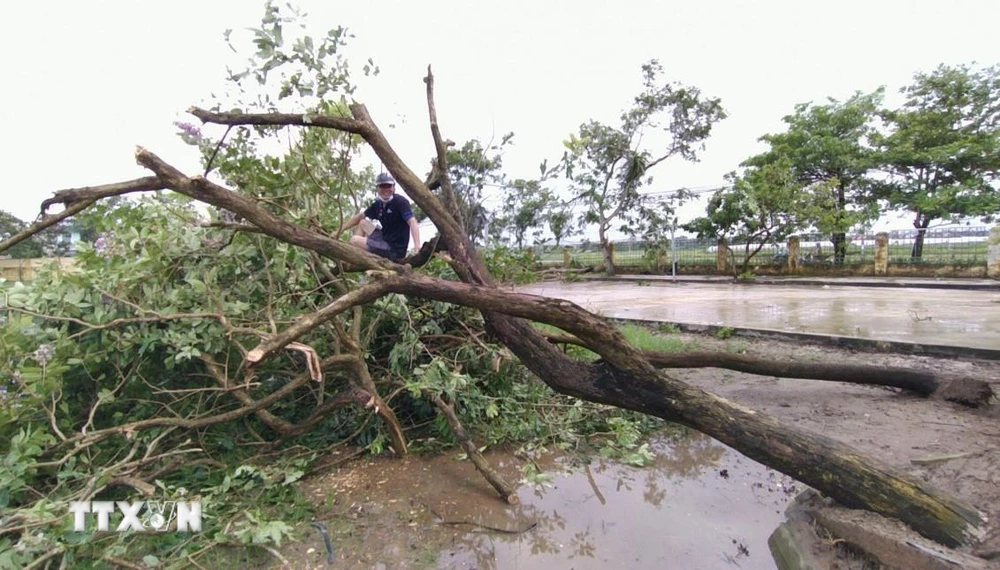 Lốc xoáy khiến nhiều cây cối tại xã An Vũ (huyện Quỳnh Phụ, Thái Bình) gãy đổ. (Nguồn: TTXVN phát)