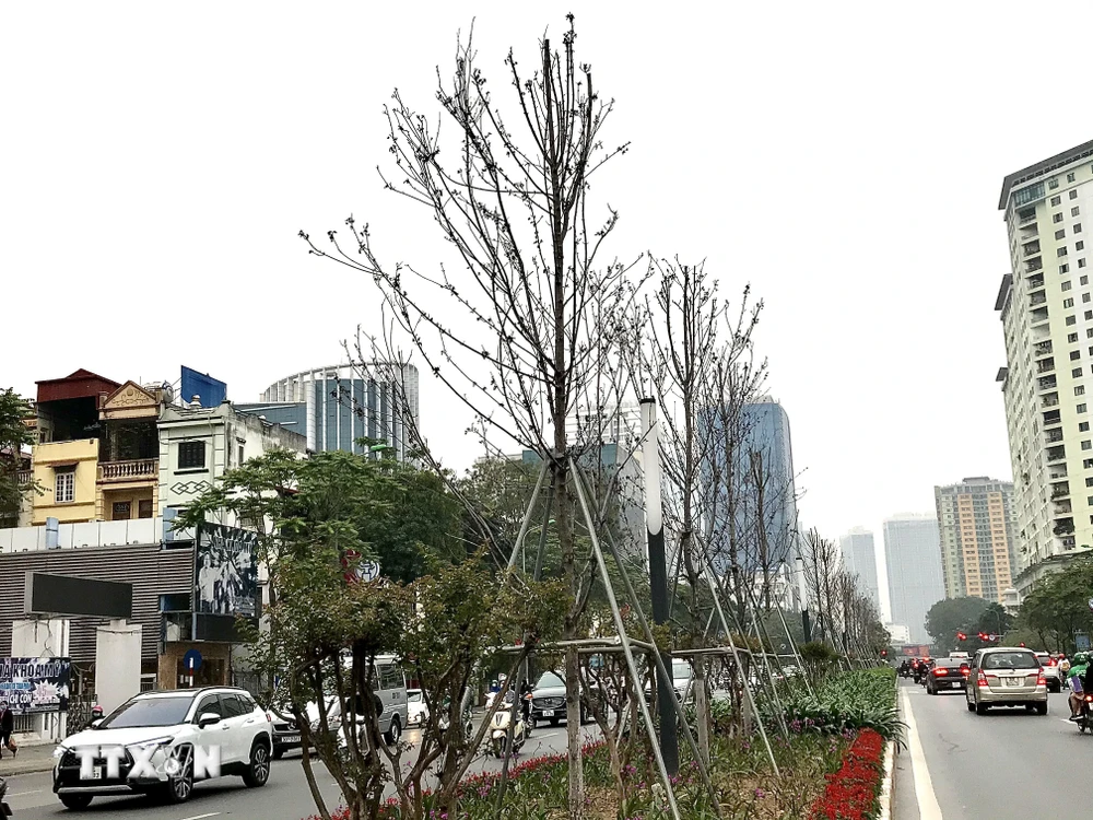 Hàng cây phong lá đỏ trên đường Nguyễn Chí Thanh héo úa trơ cành. (Ảnh: Mạnh Khánh/TTXVN)