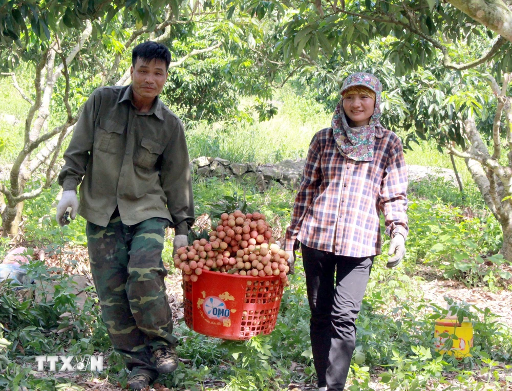 Thu hoạch vải thiều tại Bắc Giang. (Ảnh: Đồng Thúy-TTXVN)