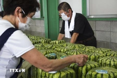 Dưa hấu vuông được kiểm tra cẩn thận trước khi vận chuyển tại thành phố Zentsuji, Nhật Bản ngày 30/6/2021. (Ảnh: Kyodo/TTXVN)