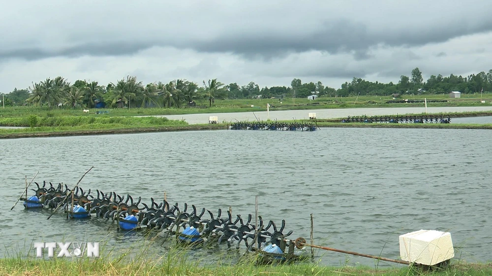 Ao nuôi tôm nước lợ của nông dân tại huyện Mỹ Xuyên (tỉnh Sóc Trăng). (Ảnh: Chanh Đa/TTXVN)