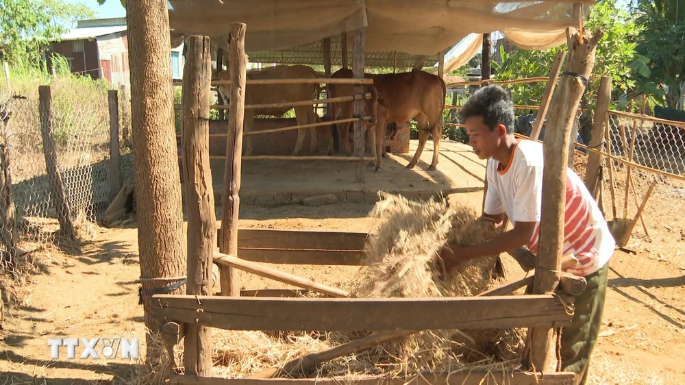 Hỗ trợ cấp bò giống cho hộ nghèo ở ấp 6, xã Hưng Phước, huyện Bù Đốp, Bình Phước. (Ảnh: K GỬIH/TTXVN)