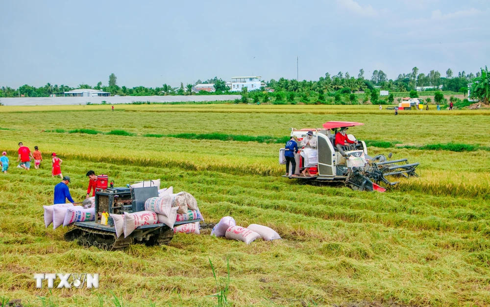 Thu hoạch lúa trên cánh đồng ở huyện Thới Lai, TP Cần Thơ. Ảnh: Thanh Liêm/TTXVN)