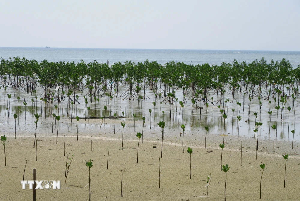 Trồng rừng ngập mặn phục hồi hệ sinh thái tại khu bảo tồn biển Vườn quốc gia Núi Chúa, huyện Ninh Hải, Ninh Thuận. (Ảnh: Nguyễn Thành/TTXVN)