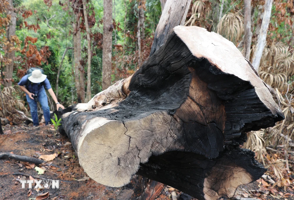 Một cây rừng có đường kính 60cm bị đốn hạ ven suối Dĩ, thôn Tân Thành, xã Sơn Hội (Sơn Hòa, Phú Yên). (Ảnh: Phạm Cường/TTXVN)