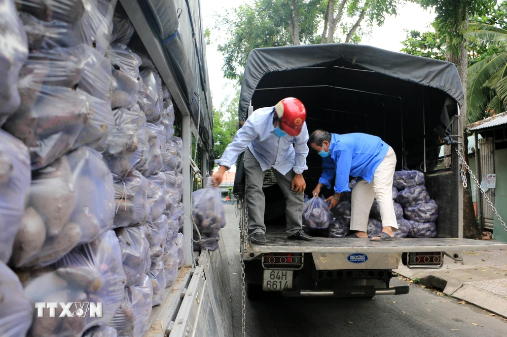 Hội Chữ thập đỏ thành phố Vĩnh Long chung tay tiêu thụ khoai lang tím Nhật của nông dân huyện Bình Tân. (Ảnh: Phạm Minh Tuấn/TTXVN)