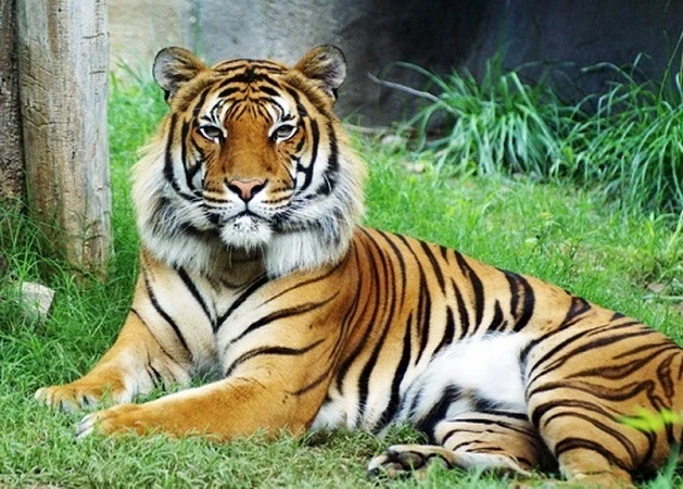 Hình ảnh con hổ mèo dễ thương với đôi mắt nâu phản chiếu trong nước 2K tải  xuống hình nền