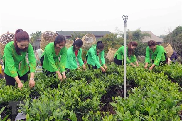 Đồi chè Thái Nguyên - Nguồn gốc và Đặc điểm của trà đặc sản Thái Nguyên