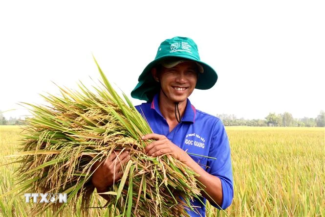 Cần Thơ thực hiện Đề án Phát triển bền vững 1 triệu hecta lúa chuyên canh chất lượng cao gắn với tăng trưởng xanh vùng Đồng bằng sông Cửu Long. (Ảnh: Thu Hiền/TTXVN)