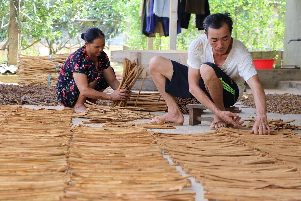 Sơ chế quế tại Yên Bái. (Ảnh: Tiến Khánh/TTXVN)