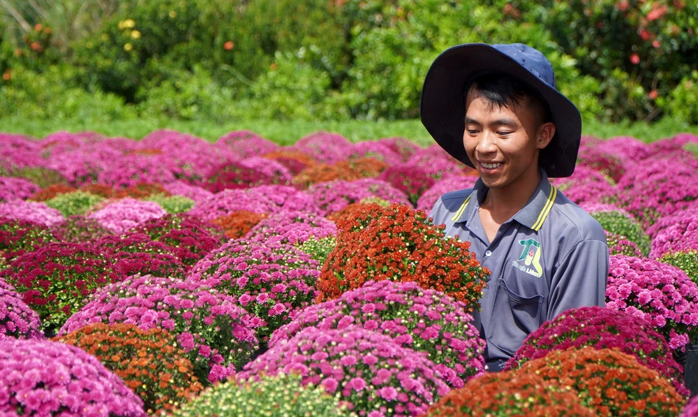 Nông dân Làng hoa Sa Đéc, Đồng Tháp, trồng nhiều loại cúc mâm xôi với đủ màu sắc. (Ảnh: Nhựt An/TTXVN)