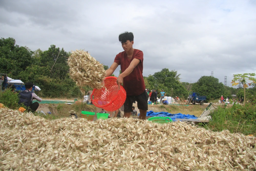 Thu hoạch củ kiệu tại huyện Cam Lâm, Khánh Hòa. (Ảnh: Đặng Tuấn/TTXVN)