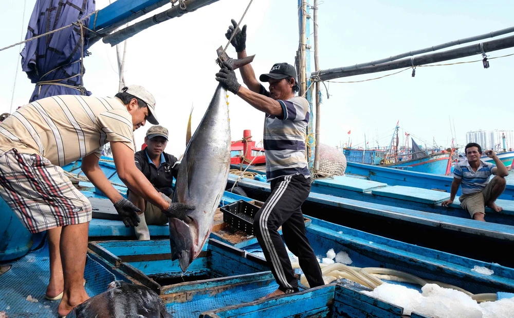 Ngư dân Khánh Hòa đánh bắt cá ngừ đại dương. (Ảnh: Nguyễn Dũng/TTXVN)