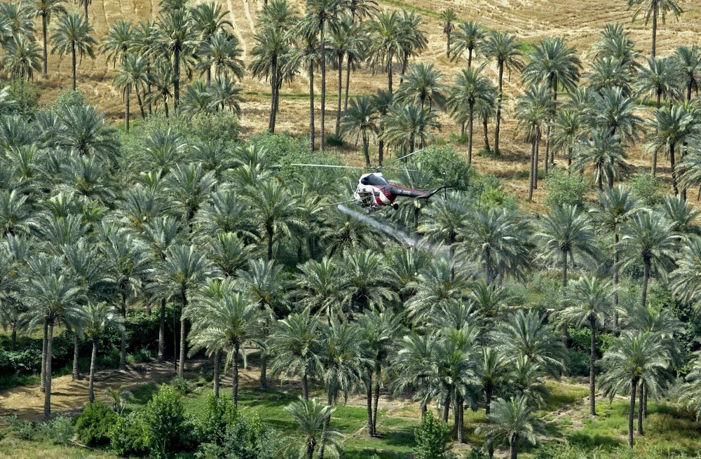 Iraq chống biến đổi khí hậu bằng cây cọ truyền thống. (Ảnh: AFP/TTXVN)