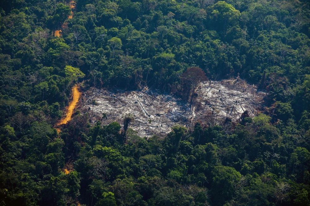 Khoảng rừng Amazon bị chặt phá tại Altamira, bang Para, Brazil. (Ảnh: AFP/TTXVN)