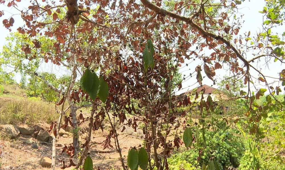 Nắng hạn kéo dài khiến nhiều diện tích cây trồng ở xã Phú Nghĩa, huyện Bù Gia Mập bị chết khô. (Ảnh: TTXVN phát)