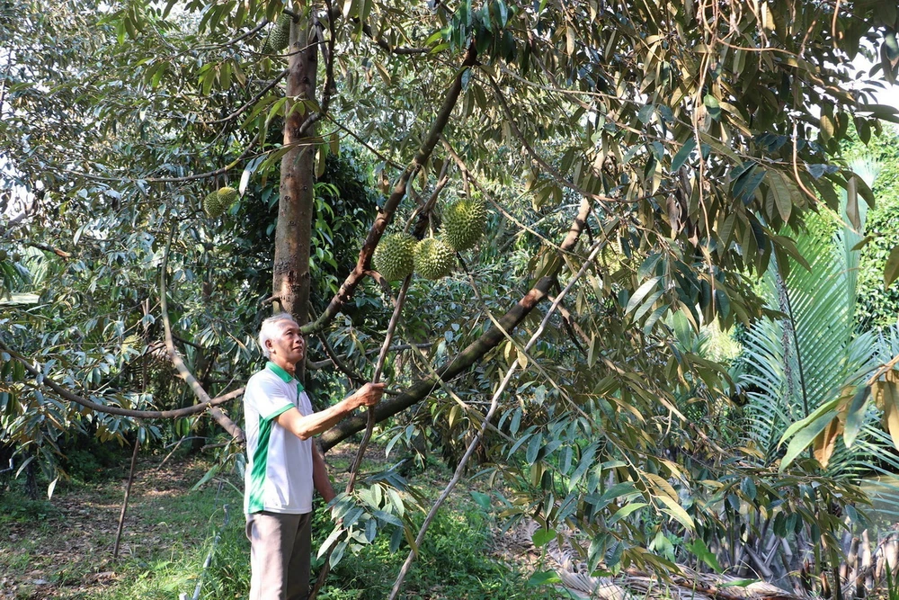 Vườn sầu riêng ở xã Long Tiên, huyện Cai Lậy, Tiền Giang. (Ảnh: Minh Trí/TTXVN)