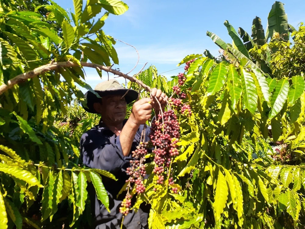 Thu hoạch càphê ở ấp Sông Xoài 2, xã Láng Lớn (Châu Đức, Bà Rịa-Vũng Tàu). (Ảnh: Hoàng Nhị/TTXVN)