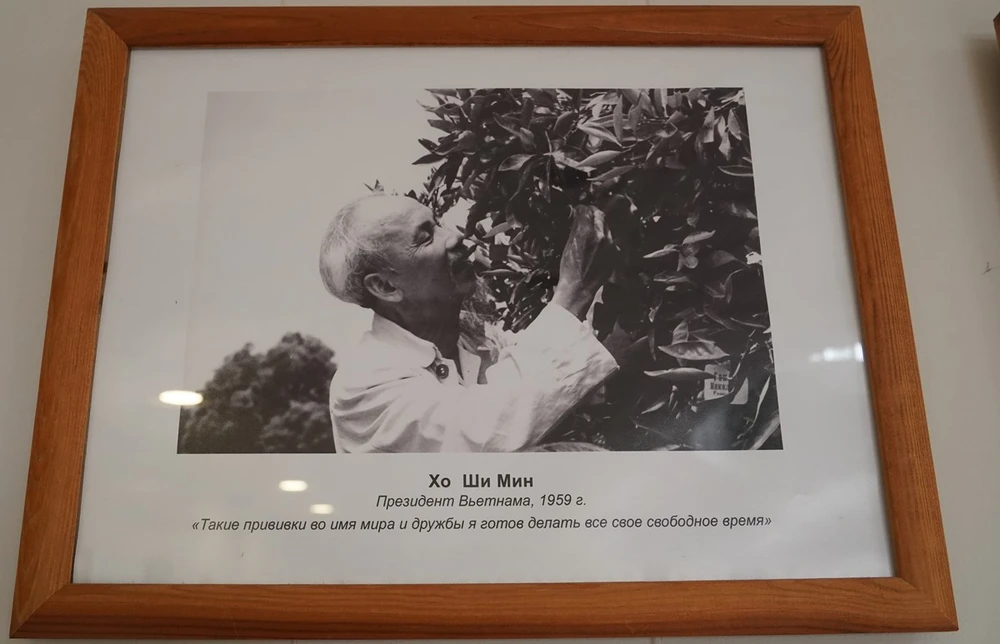 Chủ tịch Hồ Chí Minh đã để lại “dấu ấn xanh” trên Cây Hữu nghị năm 1959. (Ảnh: Duy Trinh/TTXVN)