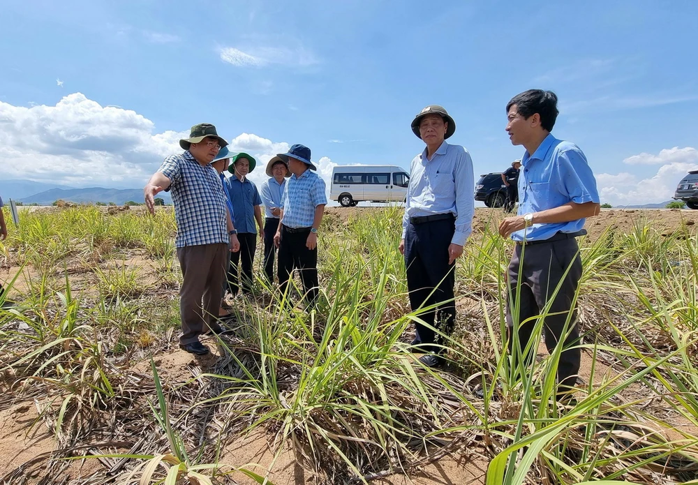 Lãnh đạo UBND tỉnh Ninh Thuận kiểm tra tình hình sản xuất mía ở xã Quảng Sơn (huyện Ninh Sơn) có nguy cơ bị chết khô do thiếu nước tưới. (Ảnh: Công Thử/TTXVN)