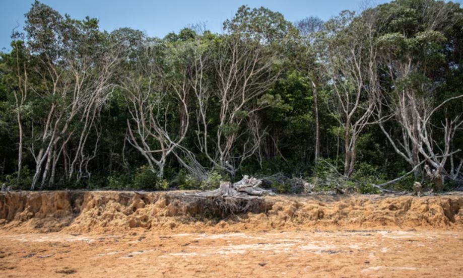 Hạn hán năm ngoái đã khiến các con sông Amazon, bao gồm cả nhánh sông Rio Negro, cạn trơ đáy. (Ảnh: EPA)