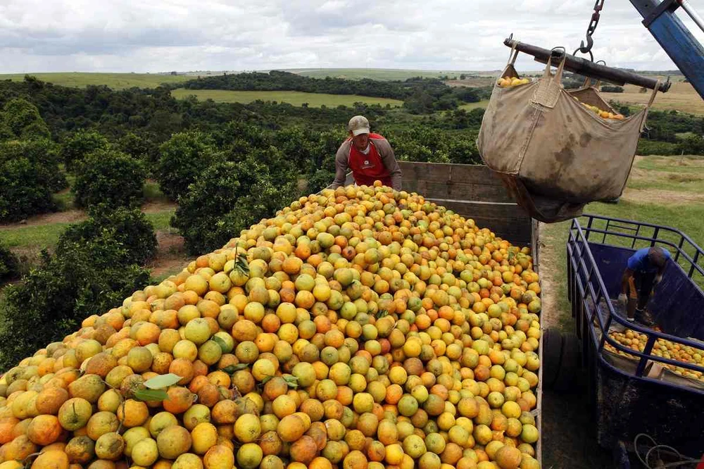 Công nhân chất cam lên xe tải tại một trang trại ở Limeira, Brazil năm 2012. (Nguồn: Reuters)