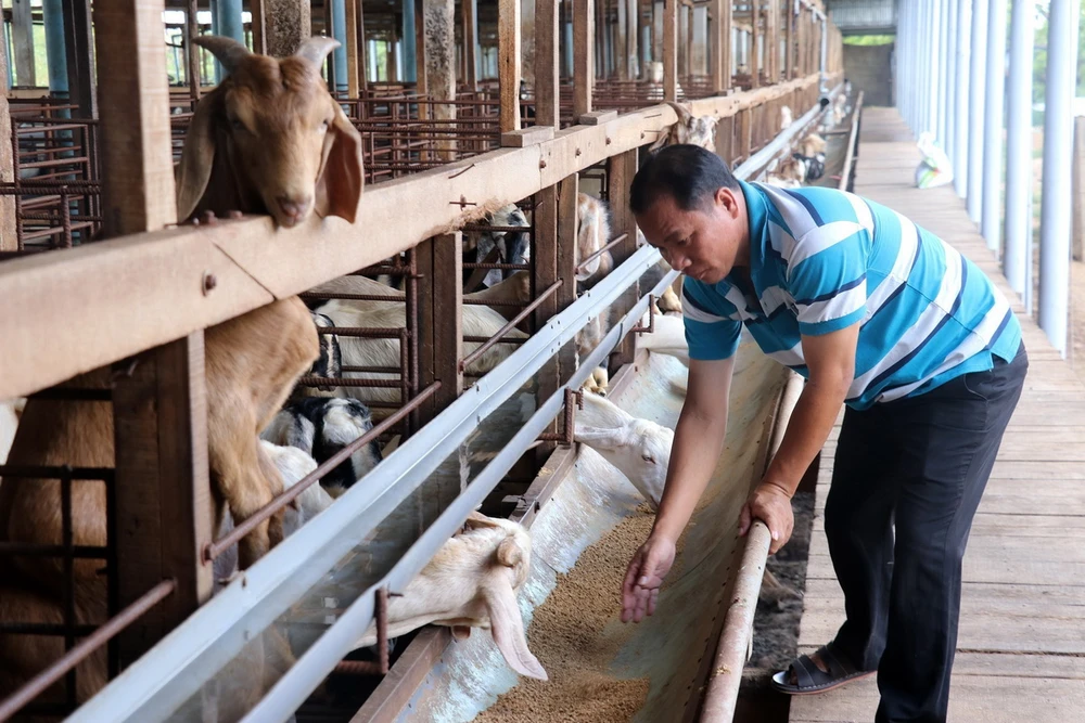 Tác Dụng Của Thịt Dê Với Đàn Ông: Bí Quyết Tăng Cường Sinh Lực Phái Mạnh