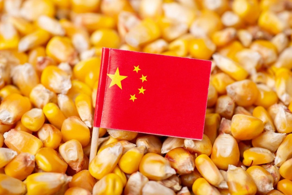 Ngô biến đổi gene từ Trung Quốc có thể được sử dụng thay thế cho sắn trong sản xuất thức ăn chăn nuôi và ethanol. (Nguồn: Bangkok Post)