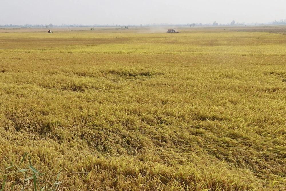 Thu hoạch lúa Đông Xuân 2023-2024 trên cánh đồng xã Tân Phú , huyện Thanh Bình, Đồng Tháp. (Ảnh: Nguyễn Văn Trí/TTXVN)