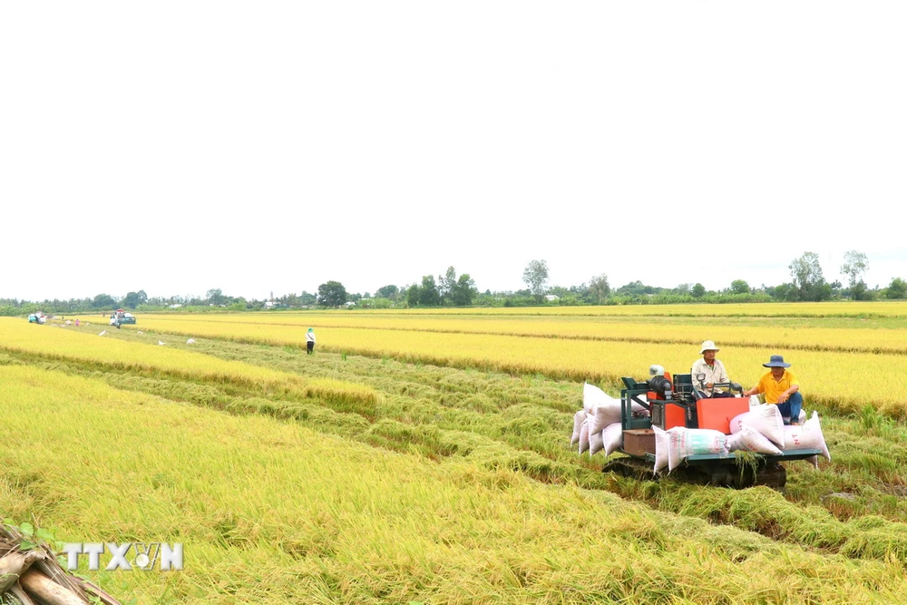 Máy gặt đập liên hợp thu hoạch lúa vụ Hè Thu đầu tiên tham gia canh tác lúa chất lượng cao, phát thải thấp tại Cần Thơ. (Ảnh: Thu Hiền/TTXVN)