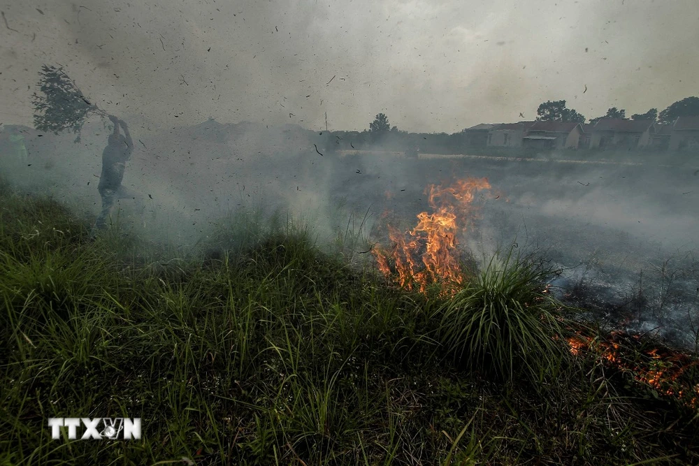 Hiện trường vụ cháy rừng tại Kampar, Riau, Indonesia, ngày 11/10/2019. (Ảnh: THX/ TTXVN)