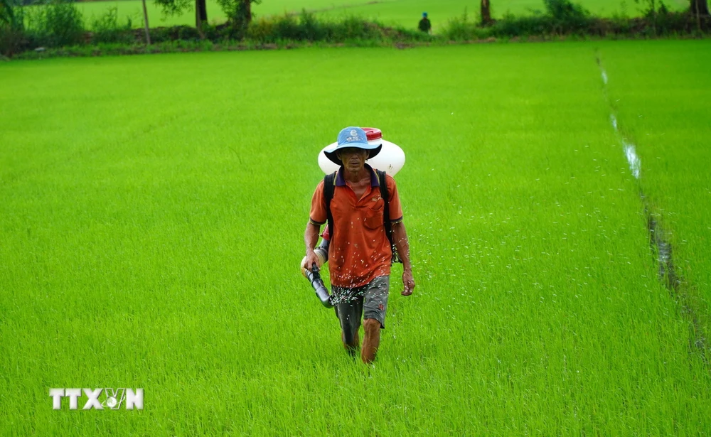 Nông dân xã Vĩnh Hòa Hưng Bắc (Gò Quao, Kiên Giang) bón phân cho lúa Thu Đông. (Ảnh: Văn Sĩ/TTXVN)