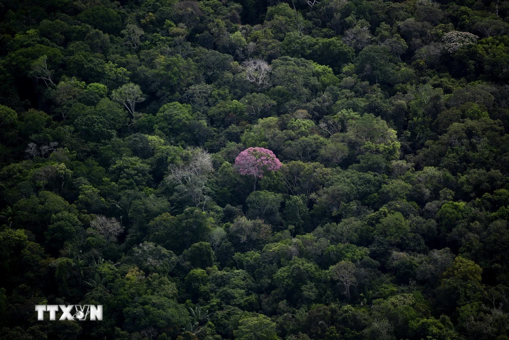 Rừng nhiệt đới Amazon tại bang Amazonas, Brazil. (Ảnh: AFP/TTXVN)