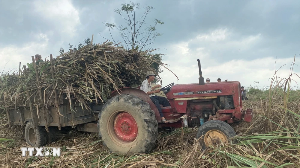 Nhờ sử dụng xe cơ giới chuyên chở mía nên nông dân thuận lợi khi thu hoạch mía. (Ảnh: Tường Quân/TTXVN)