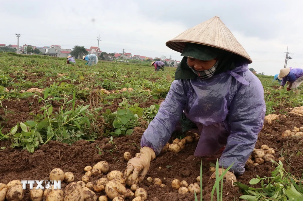 Nông dân xã Đào Viên, thị xã Quế Võ, tỉnh Bắc Ninh thu hoạch khoai tây. (Ảnh: Thái Hùng/TTXVN)