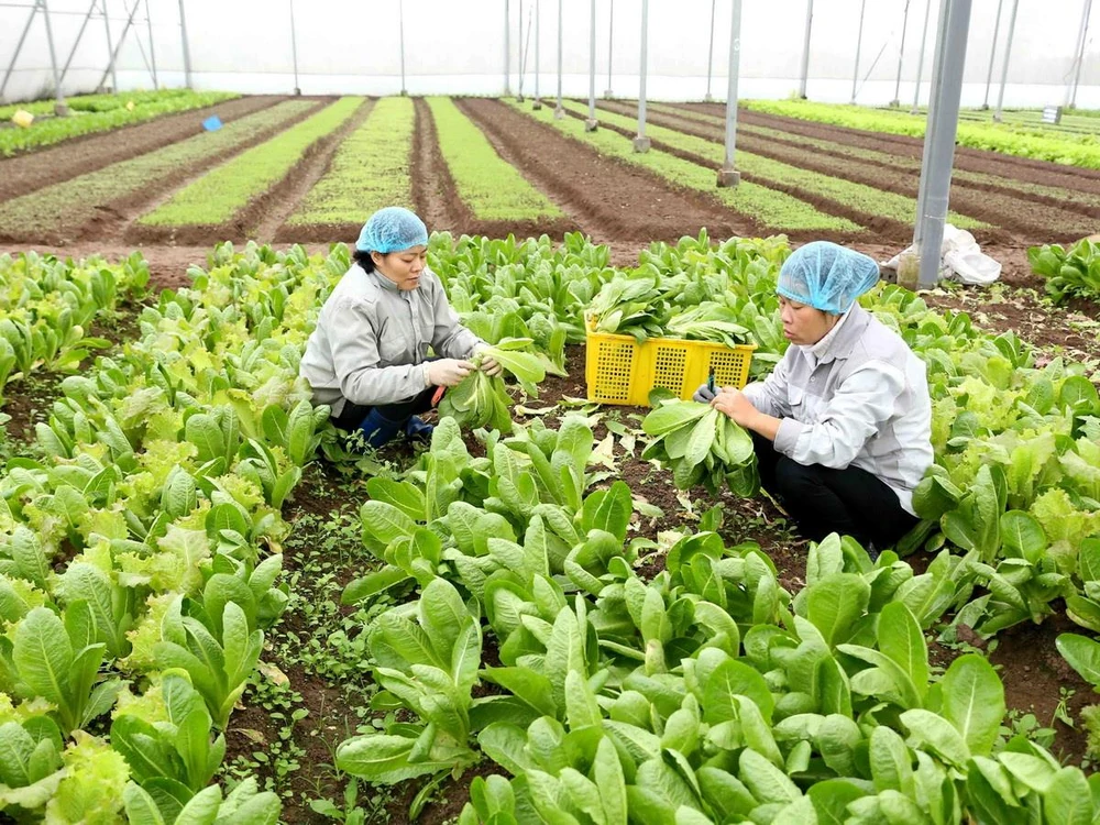 Cơ sở sản xuất rau an toàn Thanh Hà, xã Ninh Sở, huyện Thường Tín. (Ảnh: Vũ Sinh/TTXVN) 