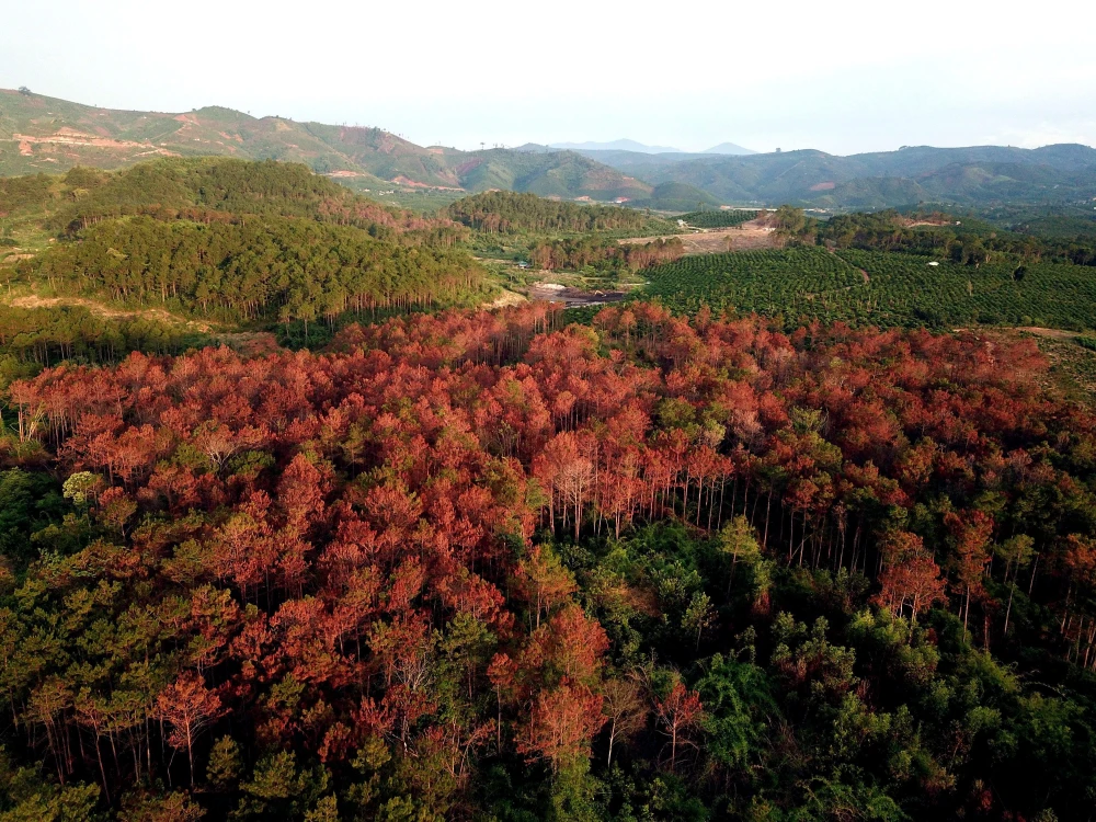 Cánh rừng bị hạ độc đã chuyển sang màu đỏ không thể cứu chữa. (Ảnh: Quốc Hùng- Đặng Tuấn/TTXVN) 