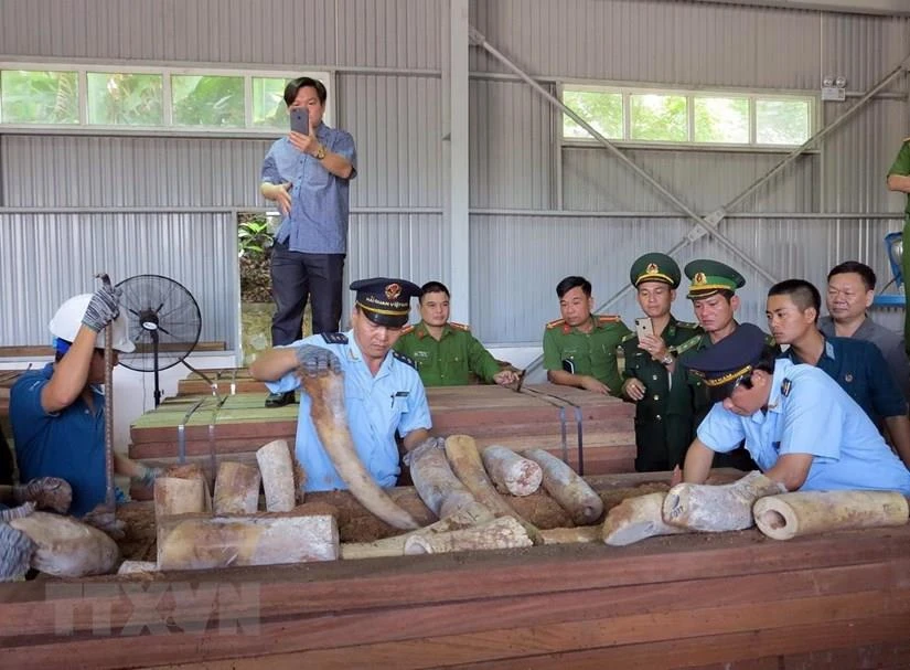 Lực lượng chức năng đang kiểm tra lô hàng, thu giữ nhiều ngà voi được cất giấu trong các hộp gỗ xẻ. (Ảnh: TTXVN)